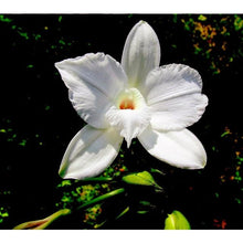 It's Okay To Be Vanilla