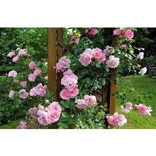 My Neighbor's Rose Garden